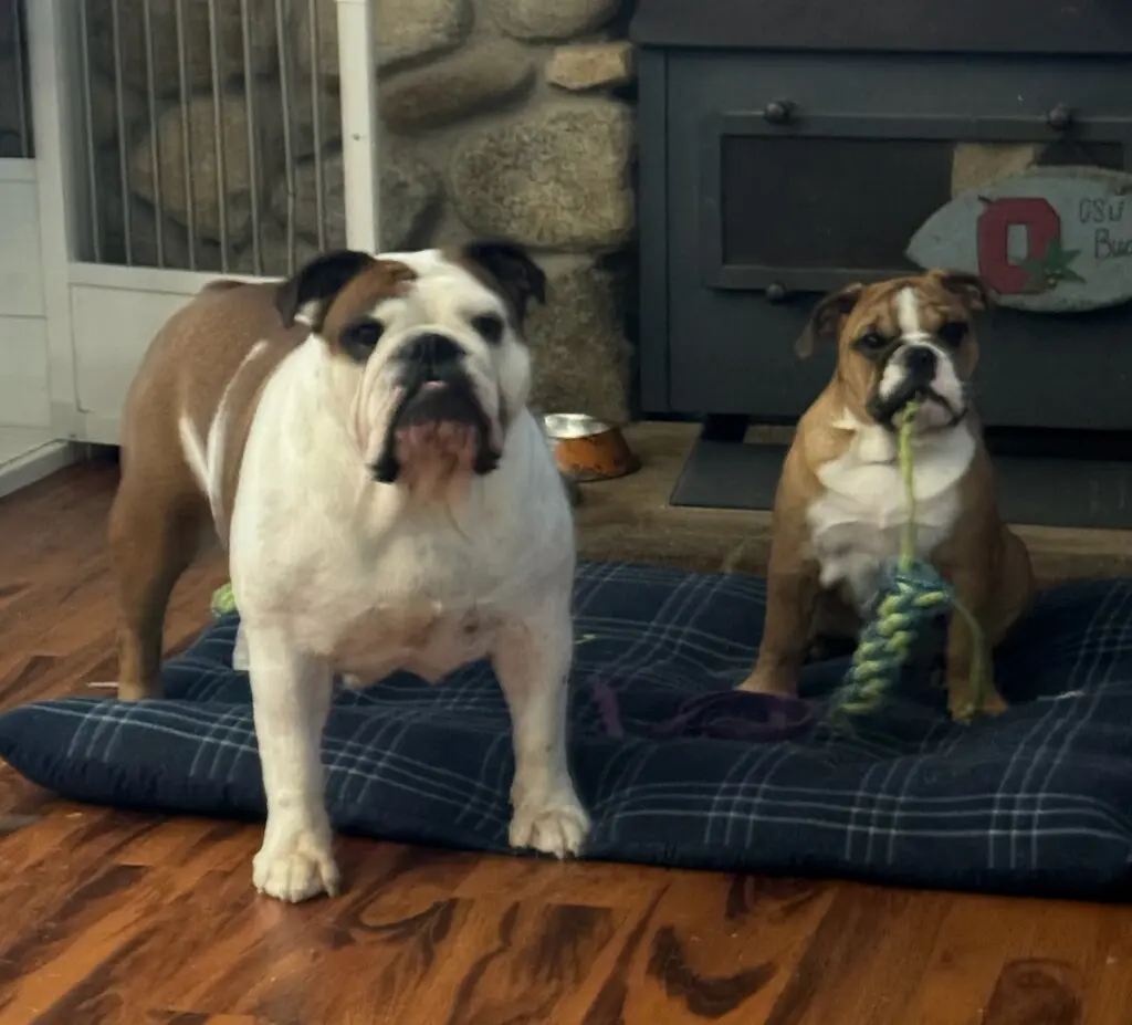 Two dogs are sitting on a dog bed.