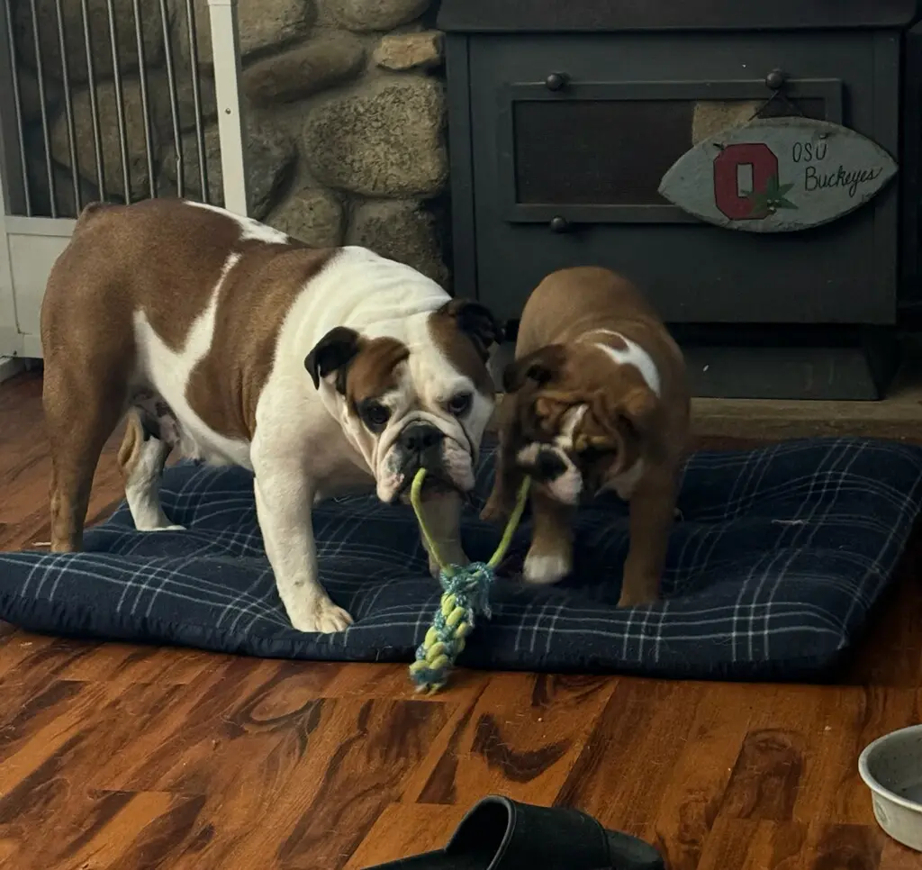 Two dogs playing tug of war with a toy.