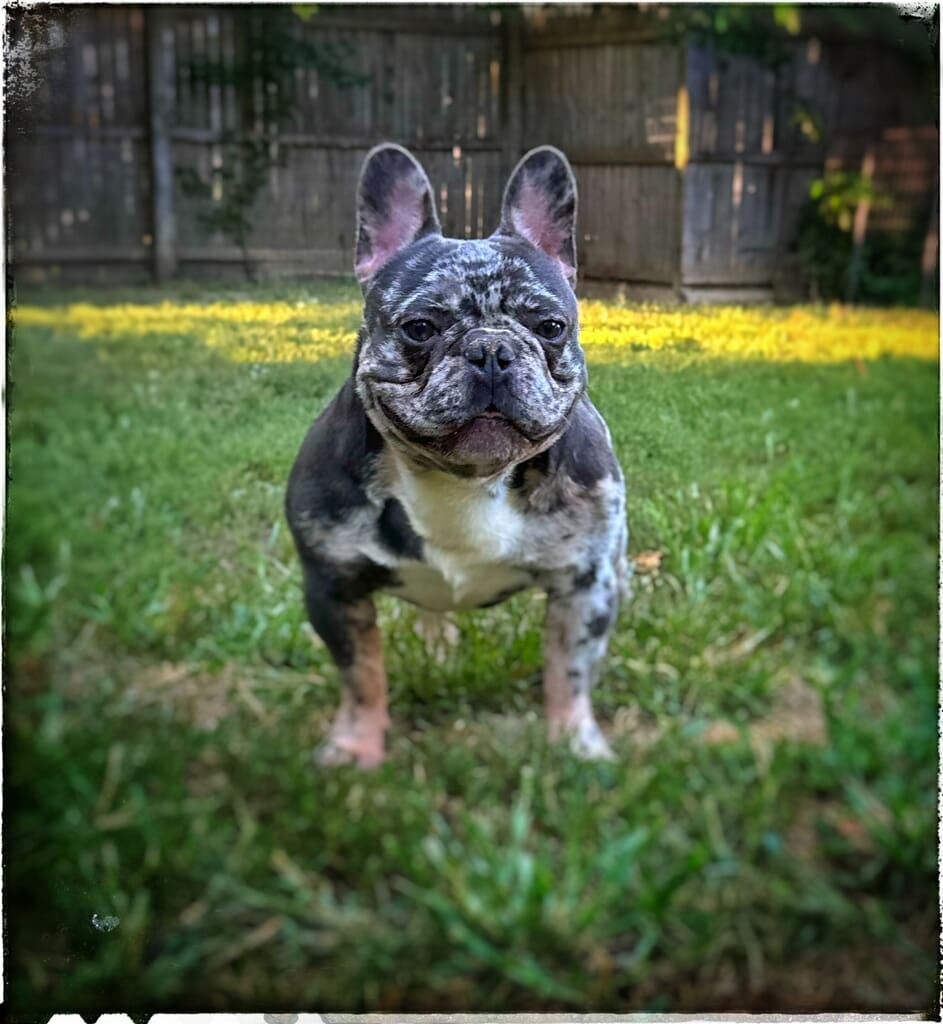 A small dog standing in the grass.