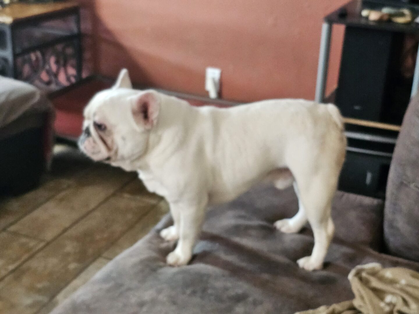 A white dog standing on top of a rug.