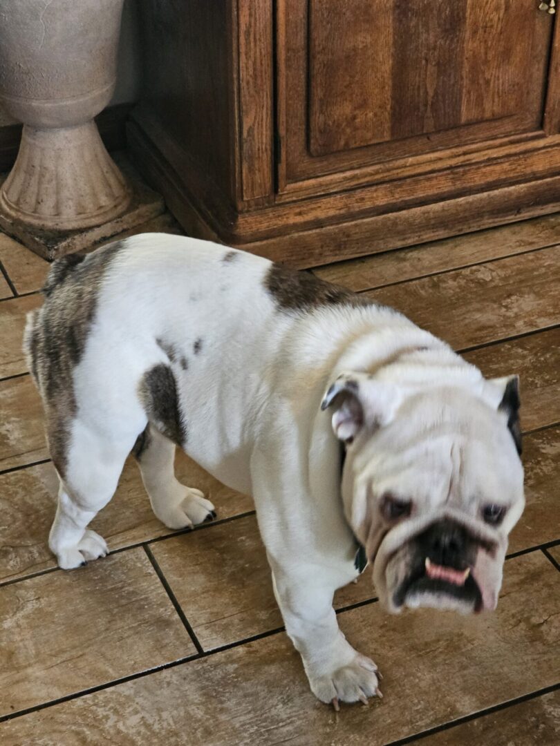 A dog standing on the floor in front of a cabinet.