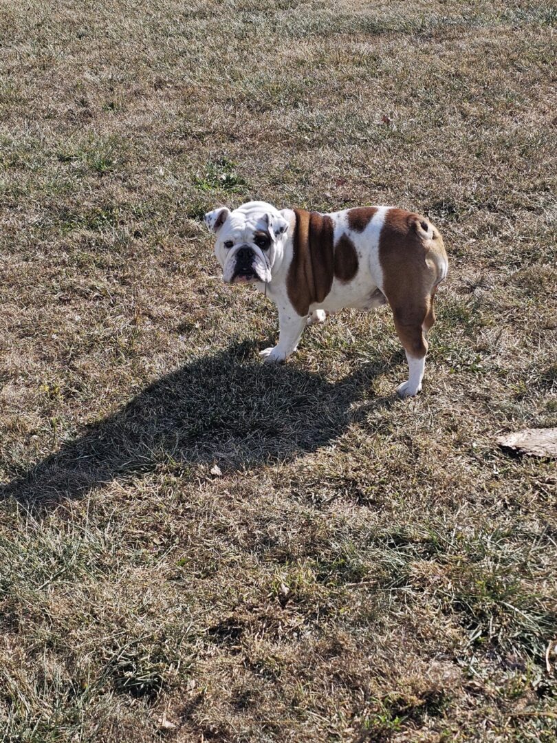 A brown and white dog standing in the grass.